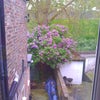 Photo 4: yard area