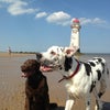 Photo 5: My doggies