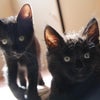 Photo 4: The Cats
