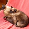 Photo 2: cats