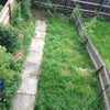 Photo 2: The garden