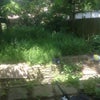 Photo 3: Wild garden!