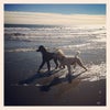 Photo 5: The Boys - Mr. Darcy & Captain Hugo