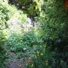 Photo 2: Garden