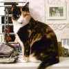Photo 5: Your fellow lodger