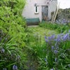 Photo 7: Bluebells in rear garden