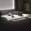 Photo 7: the pups