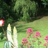 Photo 6: Back garden