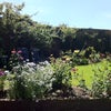 Photo 4: Garden