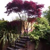 Photo 4: Rear Garden & Patio