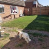 Photo 7: Garden Grass area