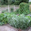 Photo 4: Veg patch
