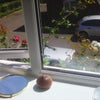 Photo 6: a room with a view ...over the roses in the morning 