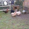 Photo 4: Fresh Eggs