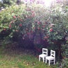 Photo 5: Use of garden