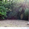 Photo 8: Back Garden