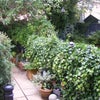 Photo 4: garden