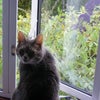 Photo 5: my cat