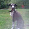 Photo 3: Lottie the lurcher