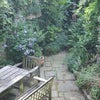 Photo 3: garden