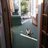 Photo 3: View from the kitchen via the back door and conservatory, with 2 cats.