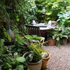 Photo 5: The garden 2017