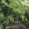 Photo 8: Local walks