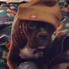 Photo 4: Boxer dog named Dallas
