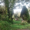 Photo 6: Garden