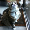 Photo 8: Cats