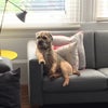 Photo 7: The dog
