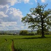 Photo 5: Field opposite