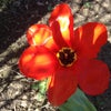 Photograph of Poppy