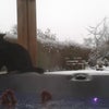 Photo 4: hot tub and cat