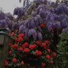 Photo 8: Garden