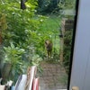 Photo 8: yes, that is a young deer at the gate from the house