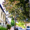 Photo 4: House is on a green and quiet road