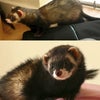 Photo 5: loui and lila - the ferrets