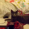Photo 4: Lola the housecat