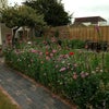 Photo 4: the garden