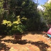 Photo 3: Back Garden