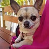 Photo 3: Pixie ????