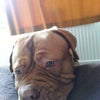 Photo 3: The Dog!