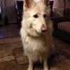 Photo 5: Sitting Room and my dog Shanta