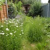 Photo 4: the garden