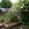 Photo 2: the garden