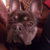 Photo 5: Dave 1 year old french bulldog