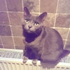 Photo 3: Simba!