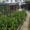 Photo 6: Rear garden