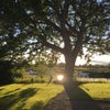 Photo 6: Garden next to the river